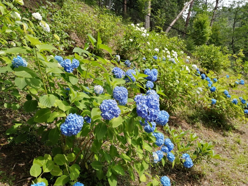 塩船観音寺あじさい園のあじさいの画像2枚目